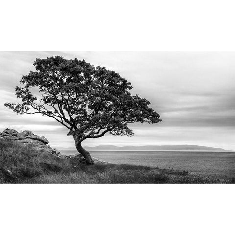 Bonsai Tree Black Modern Wood Framed Art Print by Amos, Andy