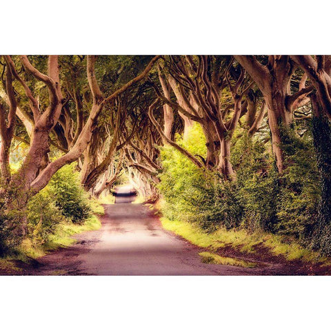 Wicked Trees Path Black Modern Wood Framed Art Print by Amos, Andy