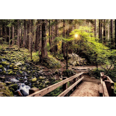 Nature Trails Black Modern Wood Framed Art Print by Amos, Andy