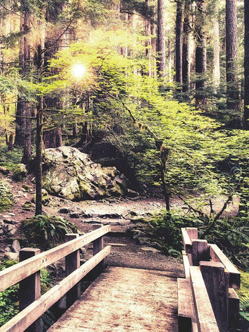 Sunlight on the Forest Path White Modern Wood Framed Art Print with Double Matting by Amos, Andy