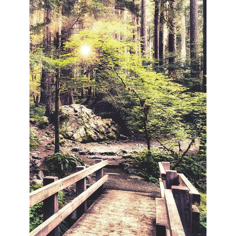 Sunlight on the Forest Path Black Modern Wood Framed Art Print by Amos, Andy