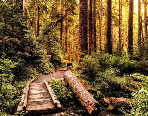 Nature Hiking Trail Black Ornate Wood Framed Art Print with Double Matting by Amos, Andy