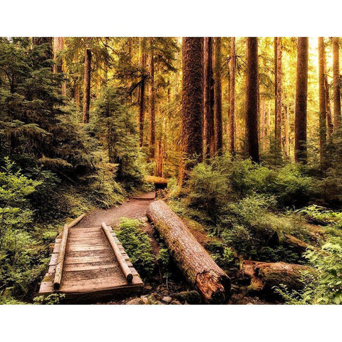 Nature Hiking Trail Black Modern Wood Framed Art Print by Amos, Andy