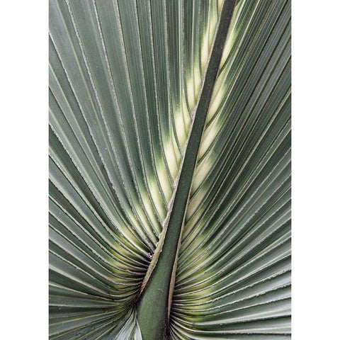 Organic Palm II White Modern Wood Framed Art Print by Amos, Andy