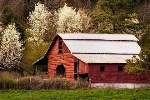 Skylight Red Barn Black Ornate Wood Framed Art Print with Double Matting by Amos, Andy