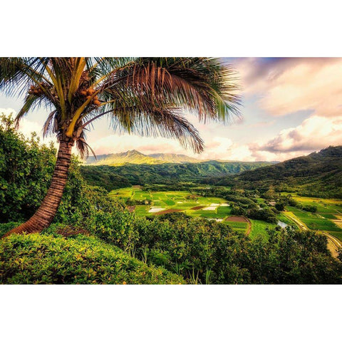 Morning in Paradise White Modern Wood Framed Art Print by Amos, Andy