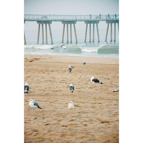 Seagull Coast White Modern Wood Framed Art Print by Bill Carson Photography