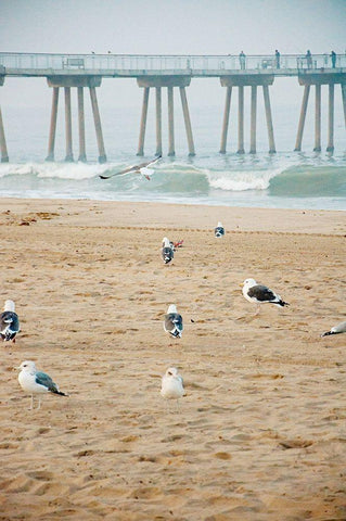 Seagull Coast Black Ornate Wood Framed Art Print with Double Matting by Bill Carson Photography