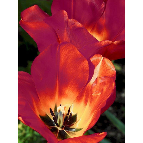 Romantic Tulips I White Modern Wood Framed Art Print by Peck, Gail