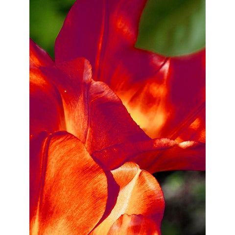 Romantic Tulips II Gold Ornate Wood Framed Art Print with Double Matting by Peck, Gail