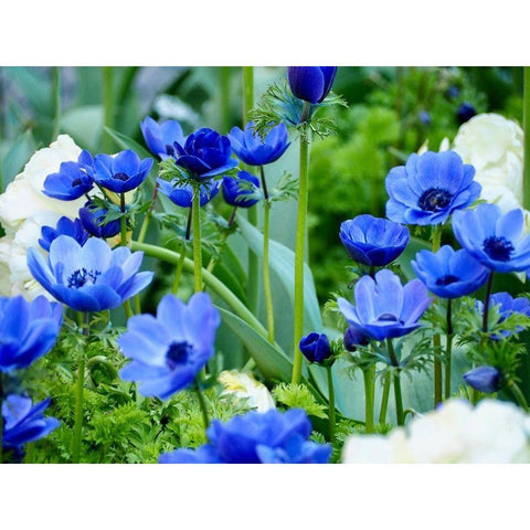 Vibrant Blue Hues Black Modern Wood Framed Art Print by Peck, Gail