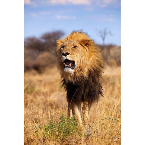 A Lions Roar White Modern Wood Framed Art Print by Jimmyz