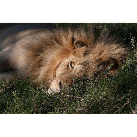 Sleeping Lion Black Modern Wood Framed Art Print with Double Matting by Jimmyz