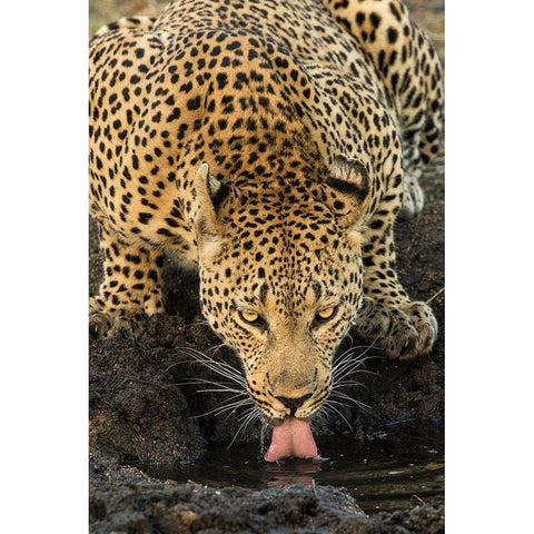 Leopard taking a Break Gold Ornate Wood Framed Art Print with Double Matting by Jimmyz