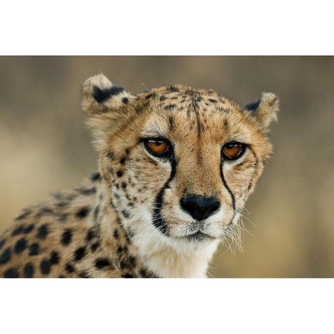 Cheetah Stare Black Modern Wood Framed Art Print with Double Matting by Jimmyz