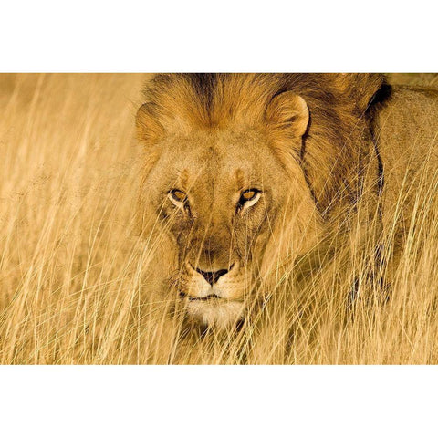 Lion Eyes Gold Ornate Wood Framed Art Print with Double Matting by Jimmyz