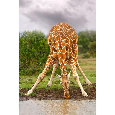 Drinking Giraffe White Modern Wood Framed Art Print by Jimmyz