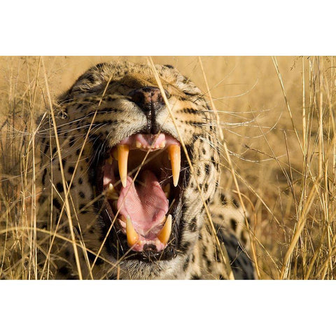 Leopard Growl Black Modern Wood Framed Art Print with Double Matting by Jimmyz