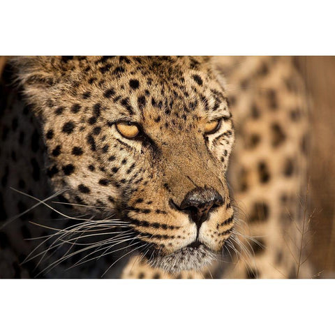 Cheetah Stare Black Modern Wood Framed Art Print with Double Matting by Jimmyz