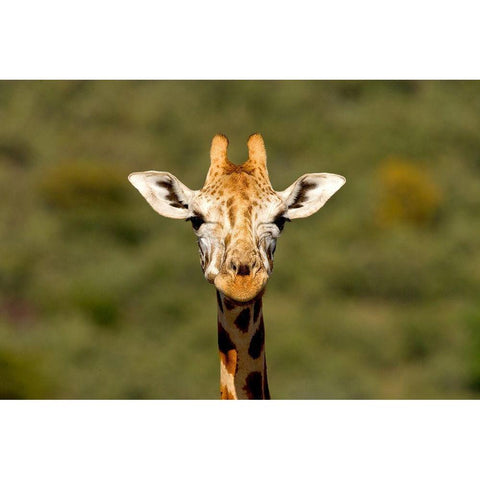 Curious Giraffe Black Modern Wood Framed Art Print with Double Matting by Jimmyz