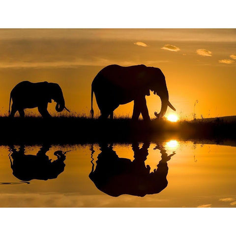 Elephants at Sundown Black Modern Wood Framed Art Print with Double Matting by Jimmyz