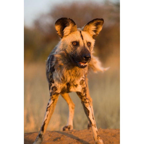 Hyena Stare White Modern Wood Framed Art Print by Jimmyz