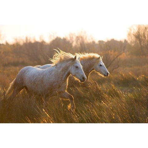 Two Horses Galloping Gold Ornate Wood Framed Art Print with Double Matting by Jimmyz