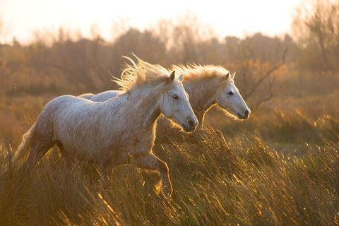 Two Horses Galloping White Modern Wood Framed Art Print with Double Matting by Jimmyz