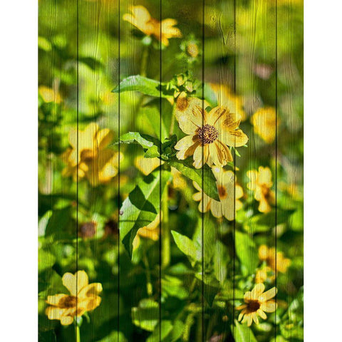 Daisies on Wood Black Modern Wood Framed Art Print by Nawrocke, Bruce