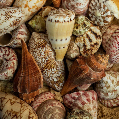 Mini Conch Shells I White Modern Wood Framed Art Print by Amos, Andy