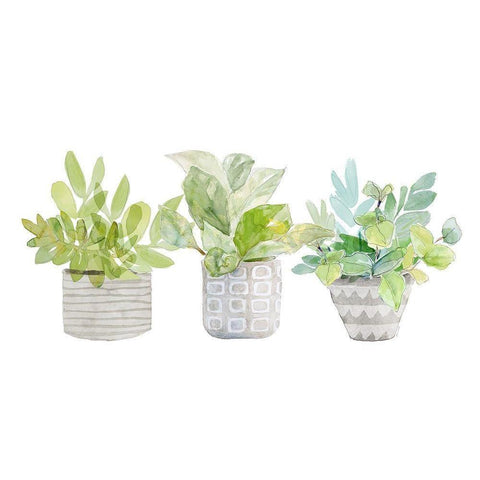 Decorative Plant Trio II Black Modern Wood Framed Art Print with Double Matting by Loreth, Lanie