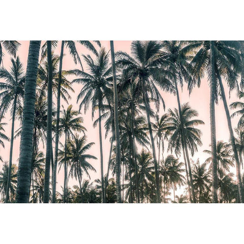 Palms View on Pink Sky I Black Modern Wood Framed Art Print with Double Matting by Amos, Andy