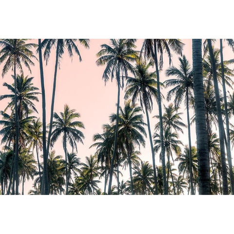 Palms View on Pink Sky II Black Modern Wood Framed Art Print with Double Matting by Amos, Andy