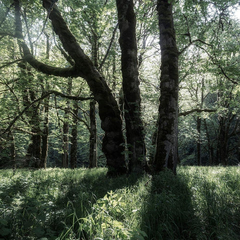 Forest Morning Black Modern Wood Framed Art Print with Double Matting by Amos, Andy