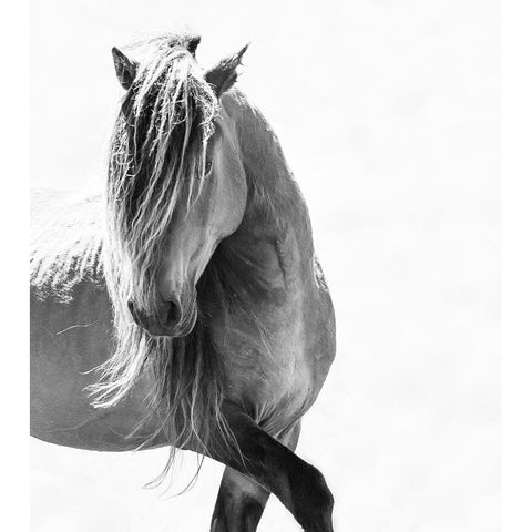 BW Stunning Stallion White Modern Wood Framed Art Print by Walker, Carol