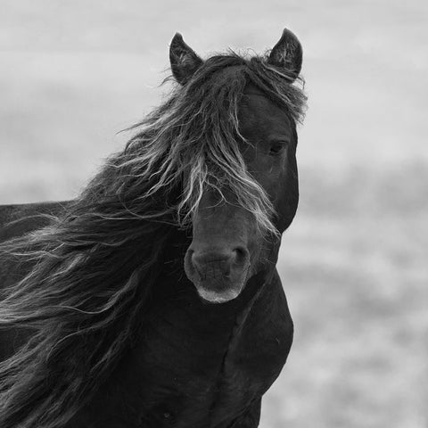 Icelandic Mare Black Ornate Wood Framed Art Print with Double Matting by Walker, Carol