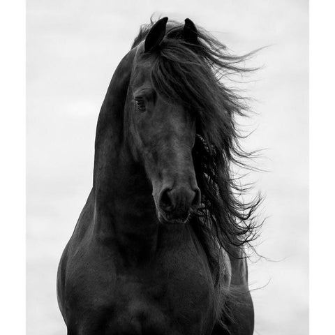 Majestic Dark Horse Black Modern Wood Framed Art Print by Walker, Carol