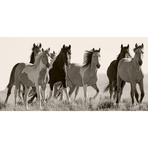 Black And White Horses in the Wild Black Modern Wood Framed Art Print with Double Matting by Walker, Carol