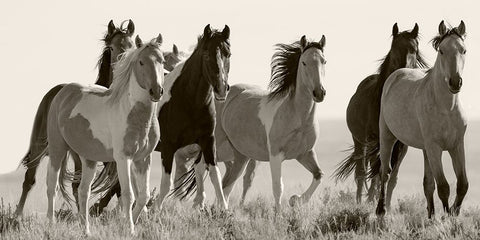 Black And White Horses in the Wild White Modern Wood Framed Art Print with Double Matting by Walker, Carol