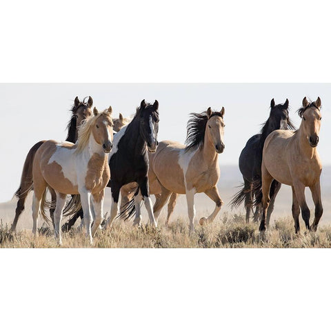 Horses in the Wild Gold Ornate Wood Framed Art Print with Double Matting by Walker, Carol