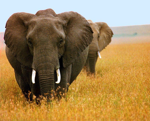 Elephant Plains White Modern Wood Framed Art Print with Double Matting by Mansfield, Kathy