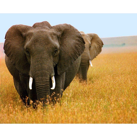 Elephant Plains Black Modern Wood Framed Art Print by Mansfield, Kathy
