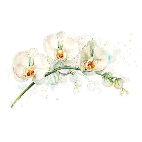 White Orchids White Modern Wood Framed Art Print by Pinto, Patricia