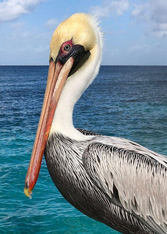 Pelican Black Ornate Wood Framed Art Print with Double Matting by DeRice, Julie