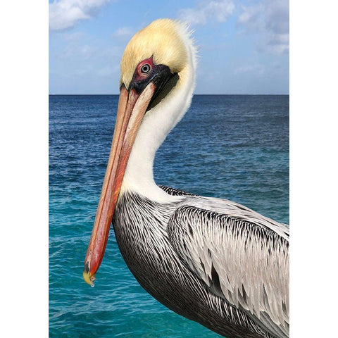 Pelican Black Modern Wood Framed Art Print with Double Matting by DeRice, Julie