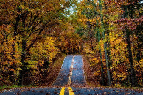 Woodland Road I Black Ornate Wood Framed Art Print with Double Matting by Amos, Andy