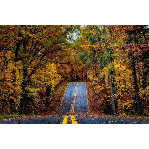 Woodland Road I White Modern Wood Framed Art Print by Amos, Andy