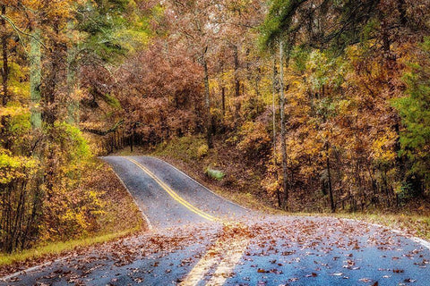 Woodland Road II White Modern Wood Framed Art Print with Double Matting by Amos, Andy