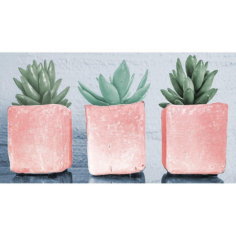 Pink Potted Succulents Black Modern Wood Framed Art Print with Double Matting by Bill Carson Photography