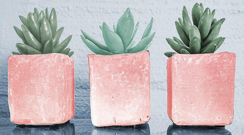 Pink Potted Succulents White Modern Wood Framed Art Print with Double Matting by Bill Carson Photography